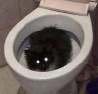 32736